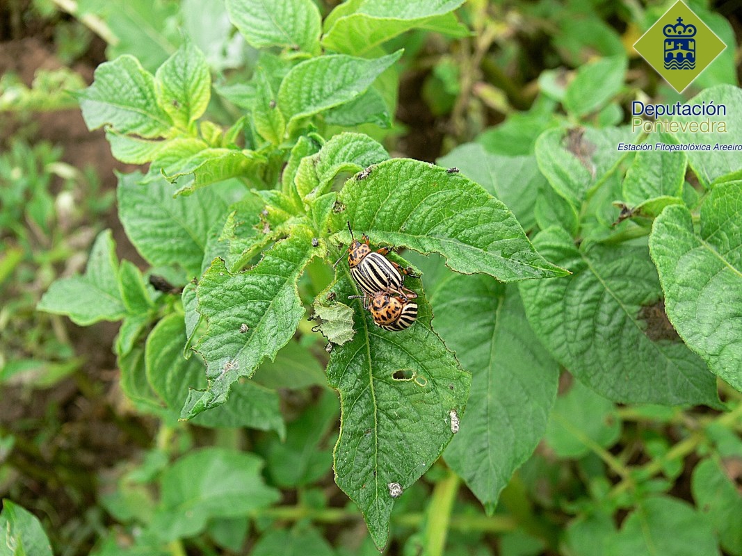 Escarabajo - Weevil - Escaravello >> Pareja de escarabajo de la patata y sintomas de alimentacion.jpg